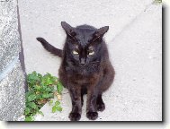 Čert Šmajdalf Černý