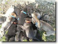 je nás hodně,ale máma nás zvládla