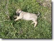 no co ukousl jsem si lístek od kytičky