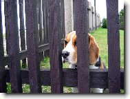 Já chci taky na louku !!!