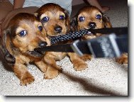 Šťěňátka jezevčice Nelly