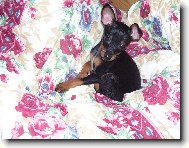 Šípková růženka