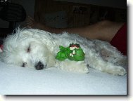 Bez své hračky neusnu....