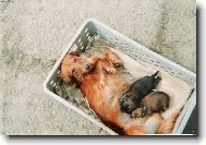 Mňam, mňam! Mlask, mlask!