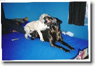 malá,ale kousat umí!