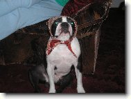 To je babička nebo pejsek?