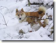 Mám rád sníh moc a moc...