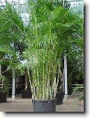 Chrysalidokarpus na�loutl�