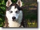 Sibi�sk� husky
