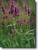 Bukvice L�ka�sk�