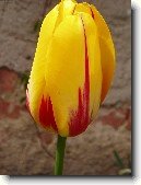 Tulip�n